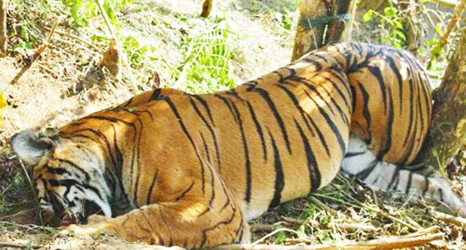 52 tigers died this year till April 4