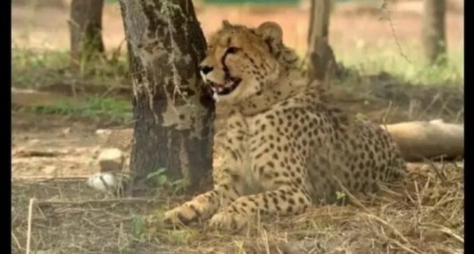 Third cheetah dies at MP’s Kuno National Park after ‘violent interaction’ during mating