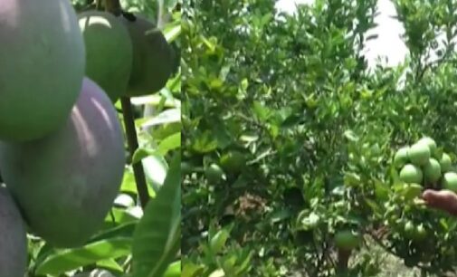 Odisha farmer grows rare variety of mango priced at Rs 2 lakh a kg