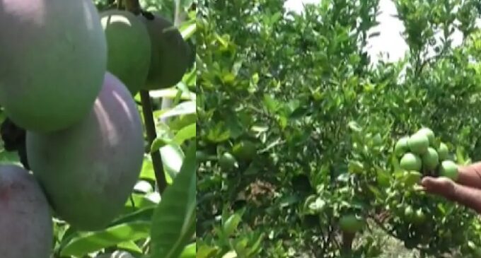 Odisha farmer grows rare variety of mango priced at Rs 2 lakh a kg