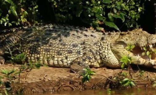 Bhitarkanika National Park in Odisha closes for visitors to facilitate breeding of crocodiles