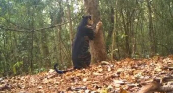 Similipal National Park in Odisha loses a rare melanistic tiger, ‘infighting’ suspected as cause of death