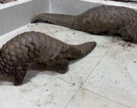 STF busts wildlife trade racket; 2 live pangolins rescued