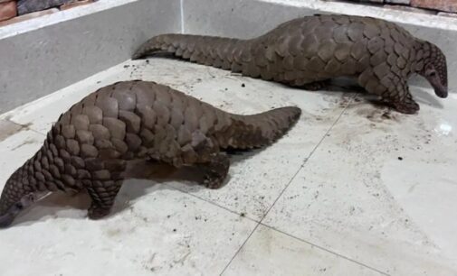 STF busts wildlife trade racket; 2 live pangolins rescued