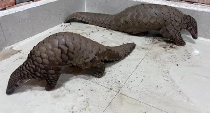 STF busts wildlife trade racket; 2 live pangolins rescued