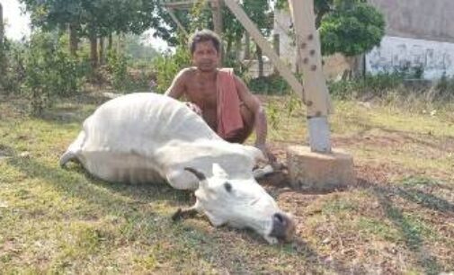 10 cattle died drinking water from a  creek  mixed with poisonous waste