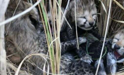 2 more cheetah cubs die in MP’s Kuno National Park