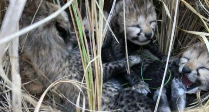 2 more cheetah cubs die in MP’s Kuno National Park