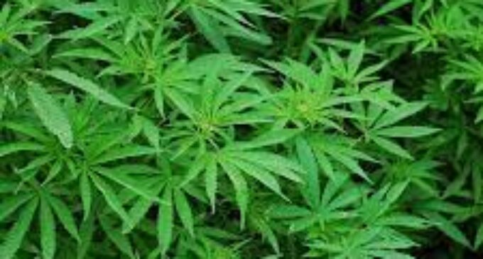 Odisha govt announces ban on cannabis at all Shiva shrines