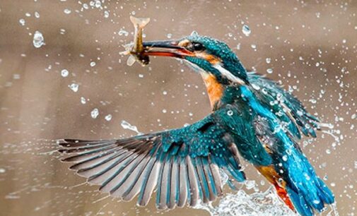 Odisha youth arrested for killing kingfisher, making video viral