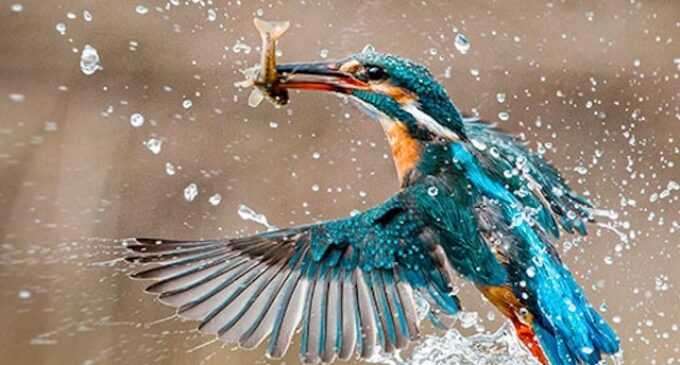 Odisha youth arrested for killing kingfisher, making video viral