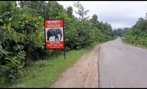 ଖାଇସାରି ଢାବା ଆଗରେ ଶୋଇଥିଲେ, ଦଳିଦେଲେ ହାତୀ