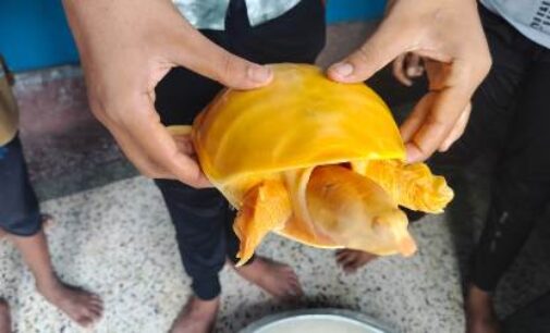 A rare albino Indian Flapshell turtle rescued