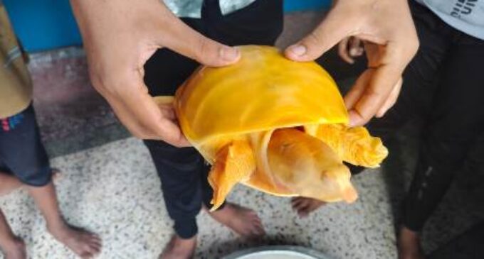 A Rare Albino Indian Flapshell Turtle Rescued 