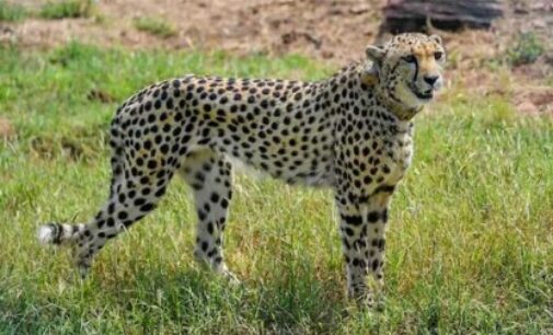 Another cheetah dies in M.P’s Kuno National Park, eighth fatality in four months