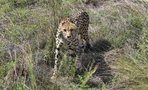 African cheetah’s death: Vets at Kuno say Tejas sustained injuries during mating