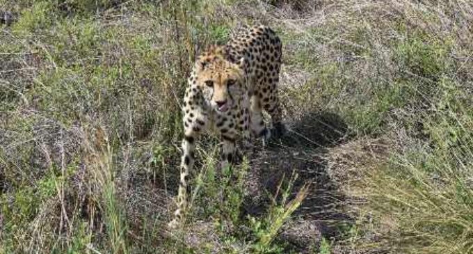African cheetah’s death: Vets at Kuno say Tejas sustained injuries during mating