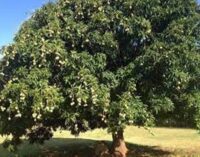 The tree is the key to a pollution-free environment for a long time