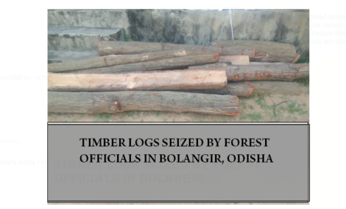 Bolangir:  DFO leads battle against timber mafia, huge quantity of sal logs, sized-timber seized