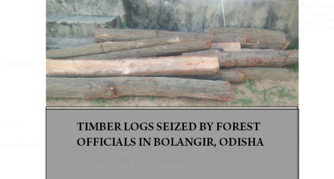 Bolangir:  DFO leads battle against timber mafia, huge quantity of sal logs, sized-timber seized