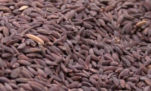 Koraput Kalajeera Rice, an aromatic rice mostly grown by tribals, gets GI tag