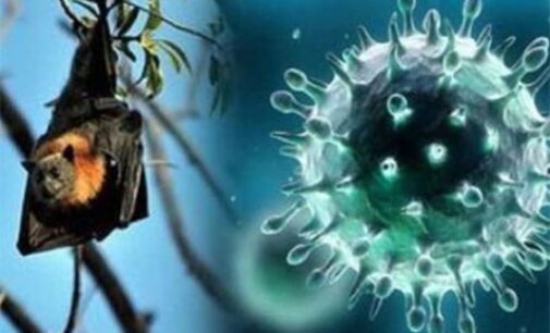 Nipah virus: Kerala shuts schools, Australian antibodies sought