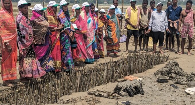 Championing Nature-Based Solutions for Disaster Mitigation, Reliance Foundation support establishment of community led mangrove nursery in Balasore