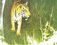 Odisha: Forest dept confirms presence of Royal Bengal tiger in Rayagada