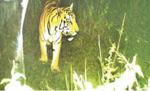 Odisha: Forest dept confirms presence of Royal Bengal tiger in Rayagada