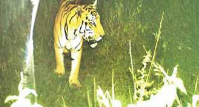 Odisha: Forest dept confirms presence of Royal Bengal tiger in Rayagada
