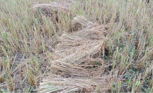 Cyclone Michaung ravages agriculture in coastal Odisha, SRC seeks crop damage report