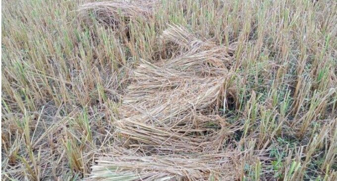 Cyclone Michaung ravages agriculture in coastal Odisha, SRC seeks crop damage report