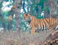 Royal Bengal Tigers fight for dominance in Similipal Tiger Reserve