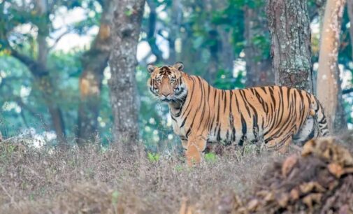 Royal Bengal Tigers fight for dominance in Similipal Tiger Reserve