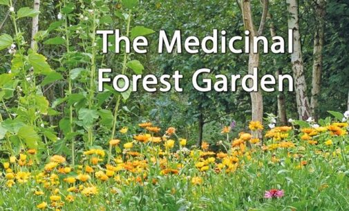 Medicinal Garden – A Natural Stress Relief Centre