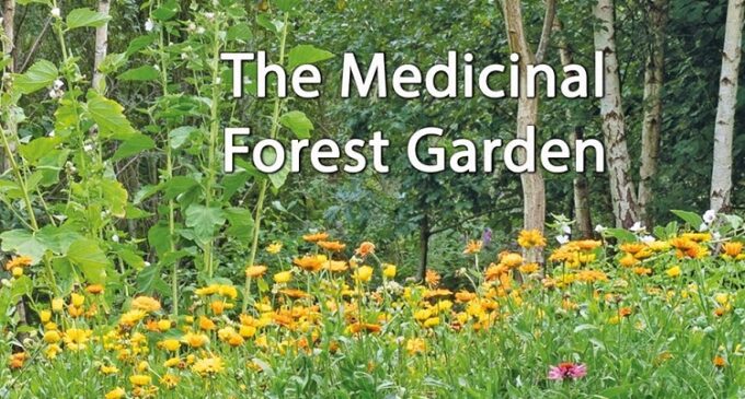 Medicinal Garden – A Natural Stress Relief Centre