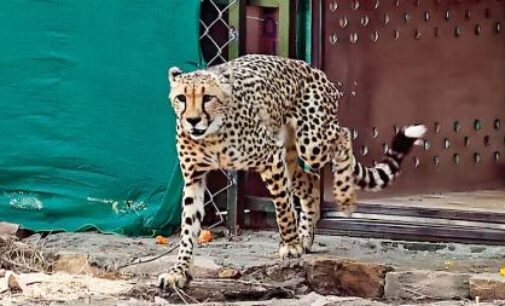10th cheetah dies at MP’s Kuno National Park