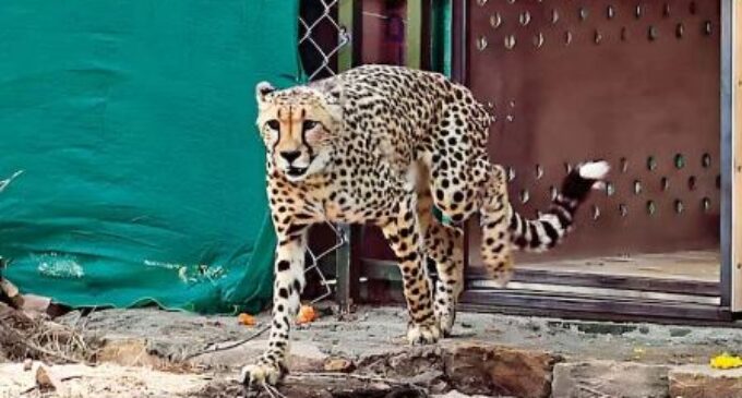 10th cheetah dies at MP’s Kuno National Park