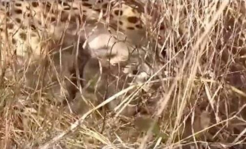 3 cheetah cubs born at Madhya Pradesh’s Kuno National Park