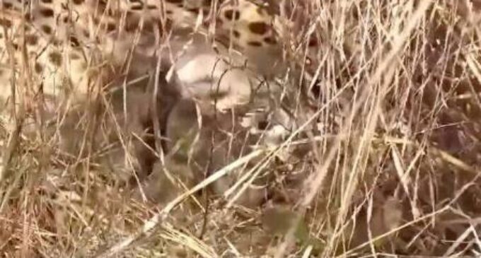 3 cheetah cubs born at Madhya Pradesh’s Kuno National Park