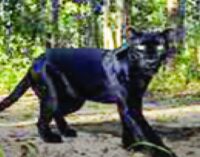 Odisha: Black leopard in Odisha’s Sundergarh, forest dept confirms presence in Sundergarh