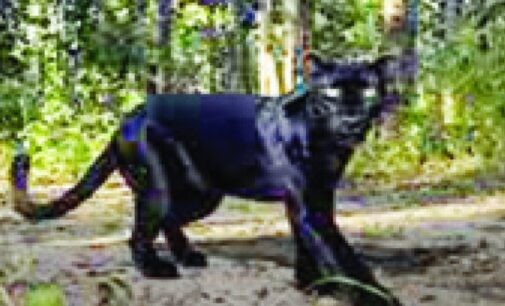 Odisha: Black leopard in Odisha’s Sundergarh, forest dept confirms presence in Sundergarh