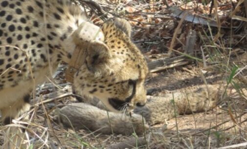 Cheetah Gamini gives birth to five cubs at MP’s Kuno National Park