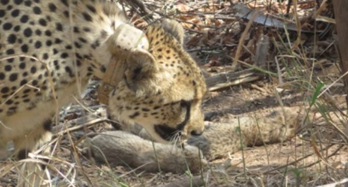 Cheetah Gamini gives birth to five cubs at MP’s Kuno National Park