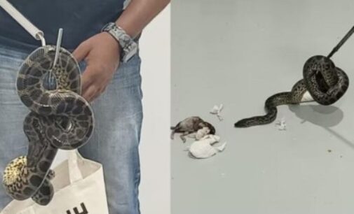 Snakes on a plane: Man flies from Bangkok with 10 anacondas, arrested in Bengaluru
