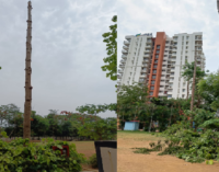 Mindless felling of trees by Society in Cosmopolis irks residents