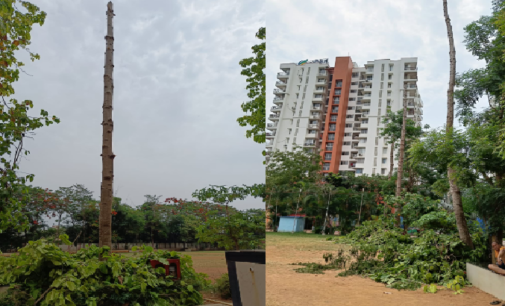 Mindless felling of trees by Society in Cosmopolis irks residents