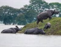 Assam floods: 137 wild animals, including six Rhinos dead in Kaziranga National Park