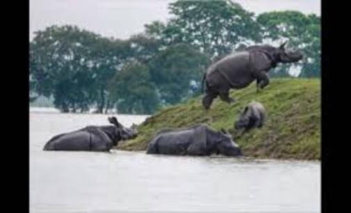 Assam floods: 137 wild animals, including six Rhinos dead in Kaziranga National Park