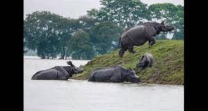 Assam floods: 137 wild animals, including six Rhinos dead in Kaziranga National Park